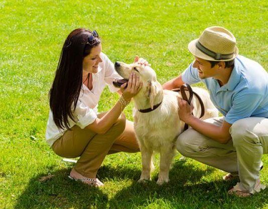 cuidados de los perros