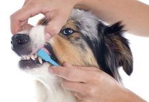 cómo cepillar los dientes a un perro