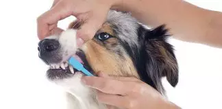 cómo cepillar los dientes a un perro