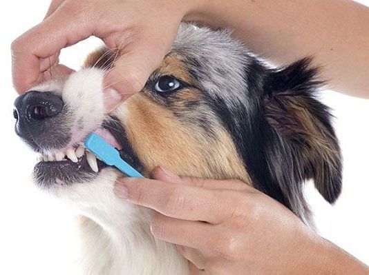 cómo cepillar los dientes a un perro