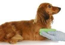 cómo curar una herida a un perro