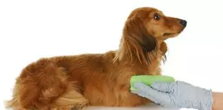 cómo curar una herida a un perro