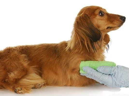 cómo curar una herida a un perro