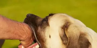 cómo curar una mordida de perro