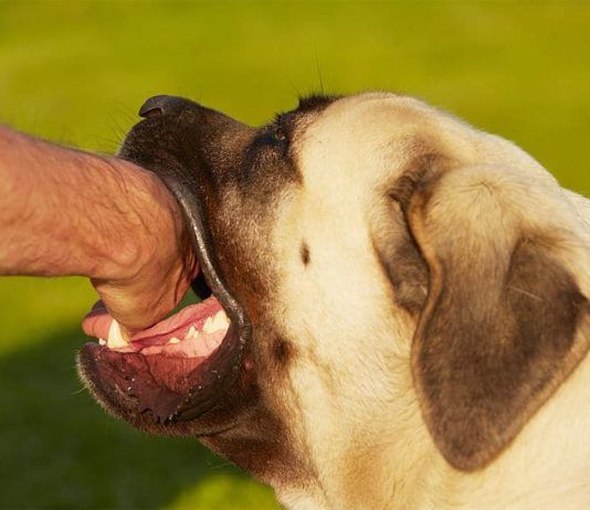 cómo curar una mordida de perro
