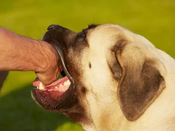 cómo curar una mordida de perro