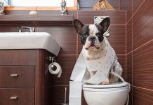 cómo enseñar a un perro a hacer sus necesidades