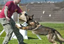 cómo entrenar a un perro para atacar