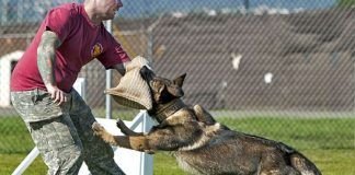cómo entrenar a un perro para atacar