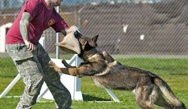 cómo entrenar a un perro para atacar