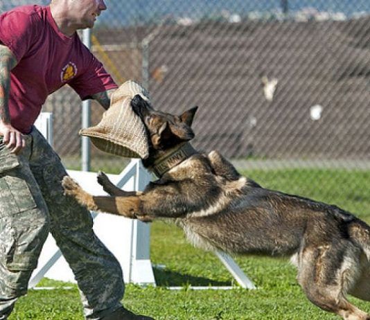 cómo entrenar a un perro para atacar