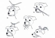 cómo hacer un bozal para perro