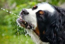 cómo hidratar a un perro