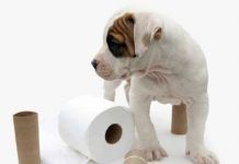 estreñimiento en perros