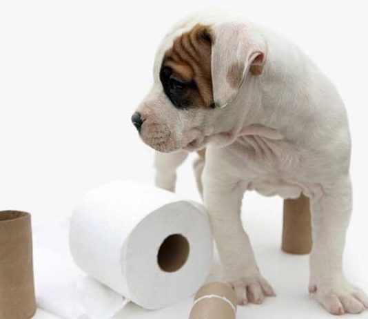 estreñimiento en perros