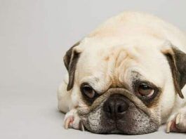 moquillo canino