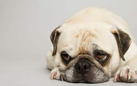 moquillo canino