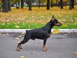 perro pinscher miniatura