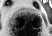 por que mi perro tiene la nariz seca