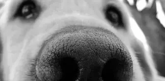 por que mi perro tiene la nariz seca