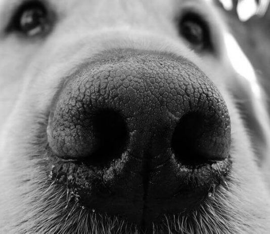 por que mi perro tiene la nariz seca