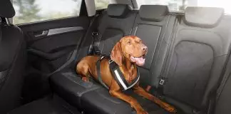Cinturón de seguridad para perros