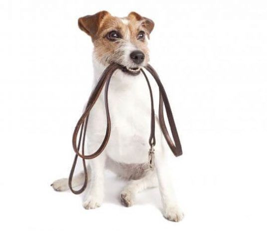 Cómo hacer para que un perro obedezca