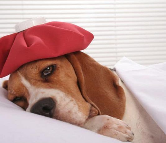 Coronavirus Canino