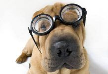 ¿Sabes Qué Color Ven los Perros? ¡Descubrelo Aquí! Qué color ven los perros