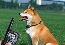 collar eléctrico para perros