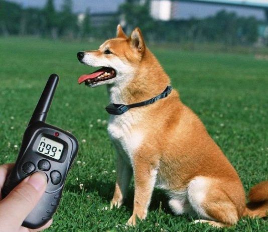 collar eléctrico para perros