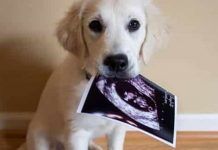 cuánto dura la gestación en los perros