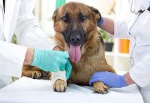 Cáncer en Perros. Tipos, Síntomas y Tratamientos Cáncer en Perros