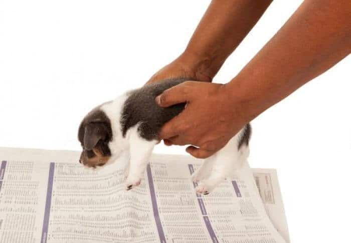 Cómo hacer para Que un Perro Te Obedezca. Las Claves Que..