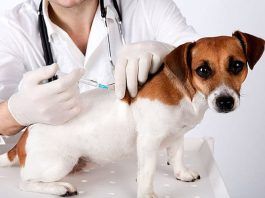 Diabetes Canina
