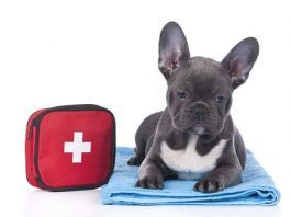 envenenamiento en perros