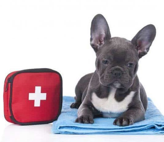 envenenamiento en perros