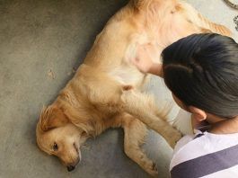 epilepsia canina