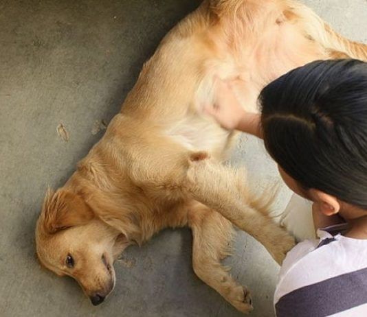 epilepsia canina