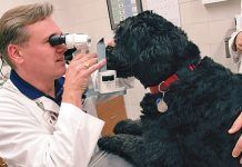 Glaucoma Canino