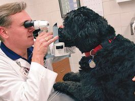 Glaucoma Canino