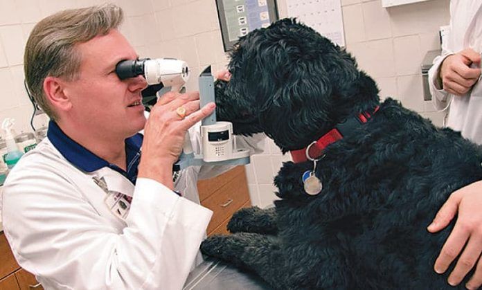Glaucoma Canino