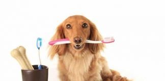 higiene bucal de los perros