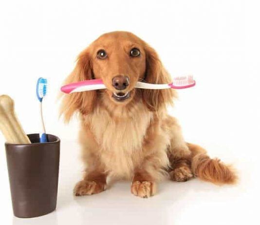 higiene bucal de los perros