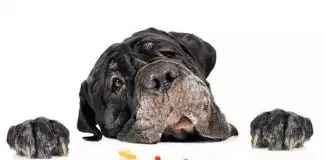 las vitaminas para perros