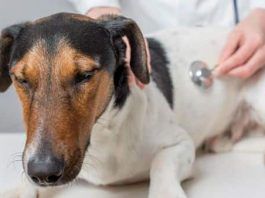parvovirosis en los perros