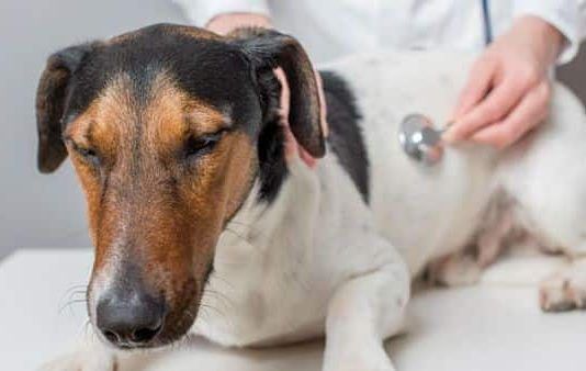 parvovirosis en los perros