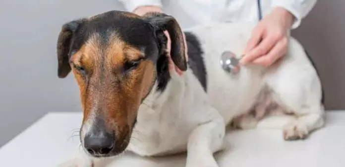 parvovirosis en los perros