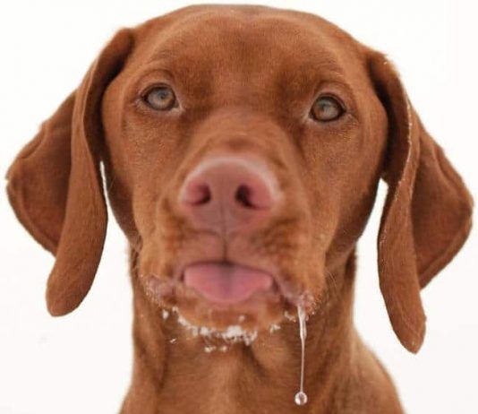 por qué babean los perros