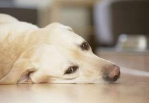 por que mi perro vomita espuma blanca